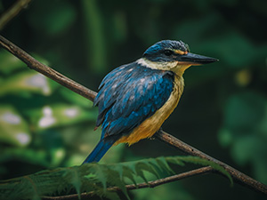LoRaWAN IoT Fence Monitoring for a Pest-Free Sanctuary | Scopious IoT