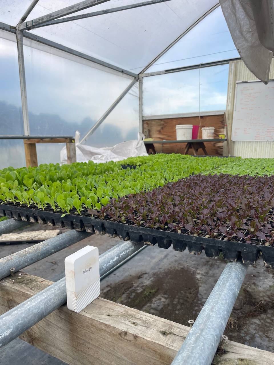 From Heat Risk to Harvest Confidence | Scopious IoT in Agriculture